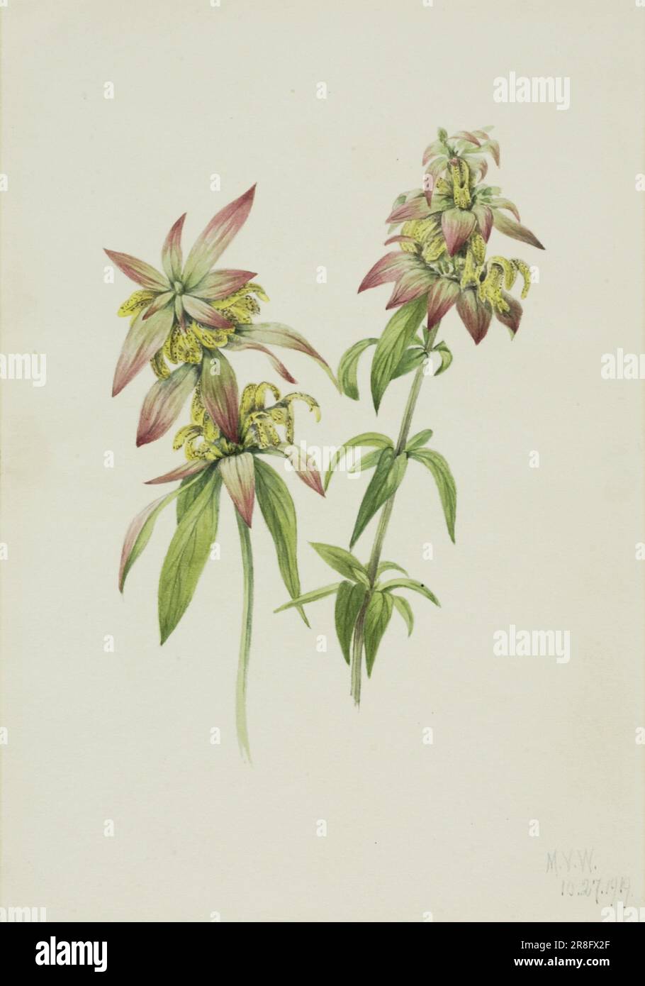 Spotted Bee Balm (Monarda punctata) 1919 di Mary Vaux Walcott, nato Philadelphia, PA 1860-morto St. Andrews, New Brunswick, Canada 1940 Foto Stock