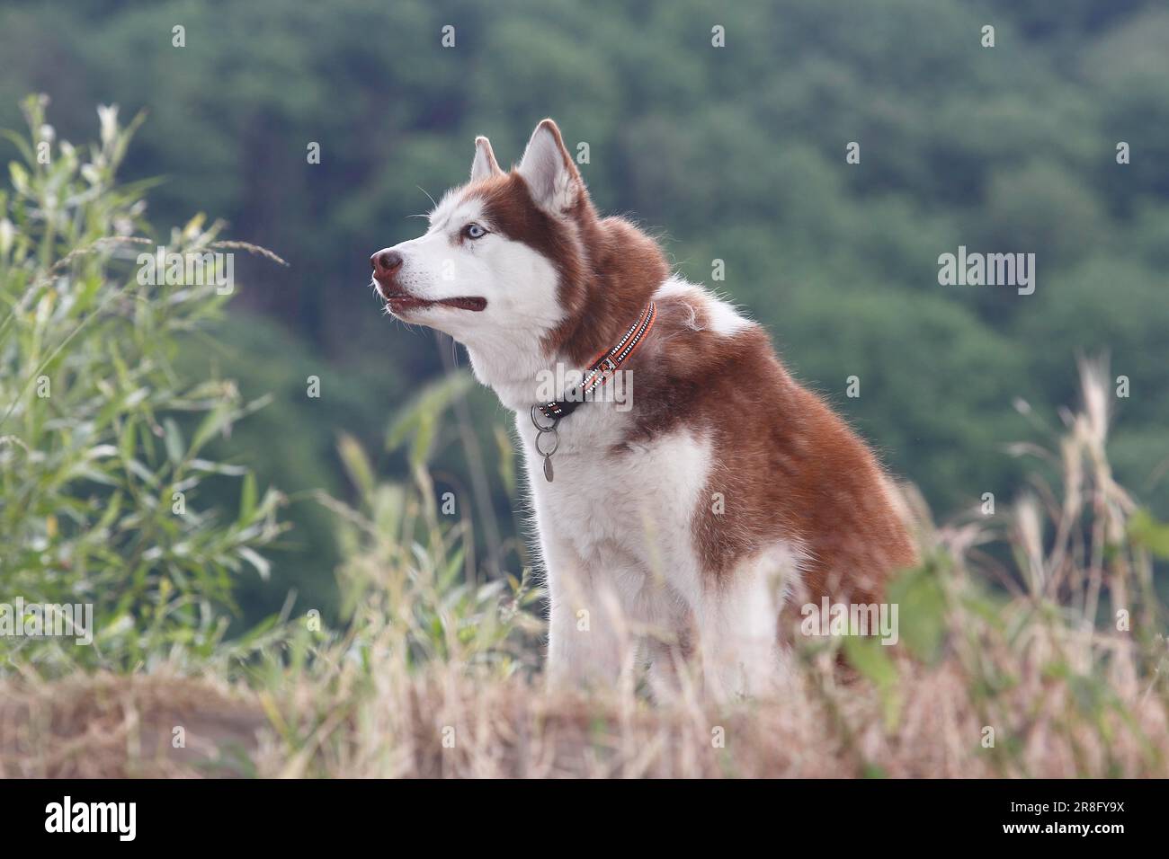 Siberian Husky (Canis lupus) familaris, femmina, 3 anni, seduta su un piccolo muro, Nord Reno-Westfalia, Germania Foto Stock