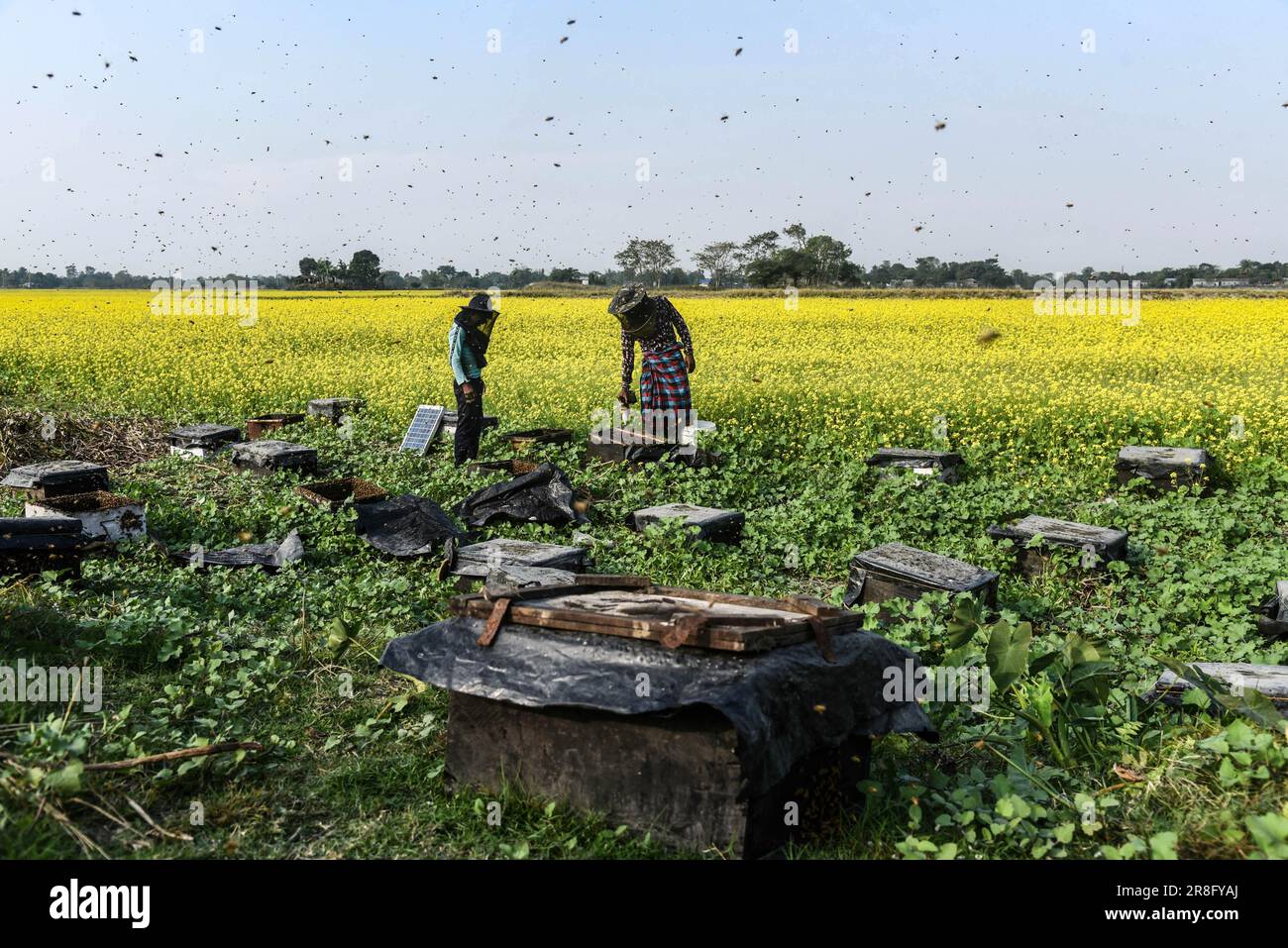 Apicoltori che lavorano in una fattoria di api vicino a un campo di mostarde in un villaggio nel distretto di Barpeta di Assam in India Mercoledì 22 dicembre 2021. L'ape Foto Stock