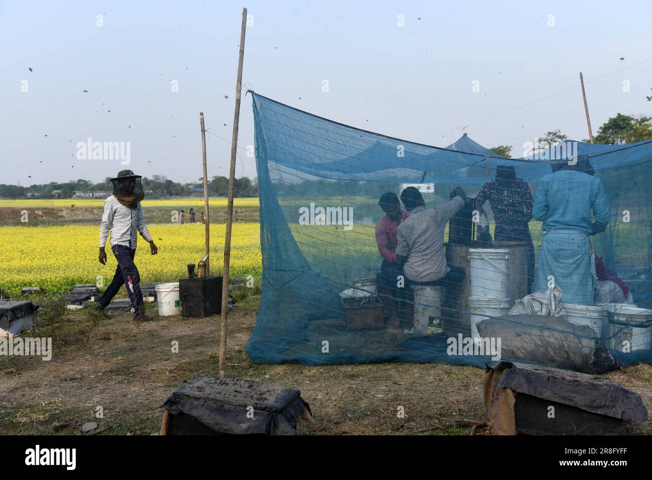 Apicoltori che lavorano in una fattoria di api vicino a un campo di mostarde in un villaggio nel distretto di Barpeta di Assam in India Mercoledì 22 dicembre 2021. L'ape Foto Stock