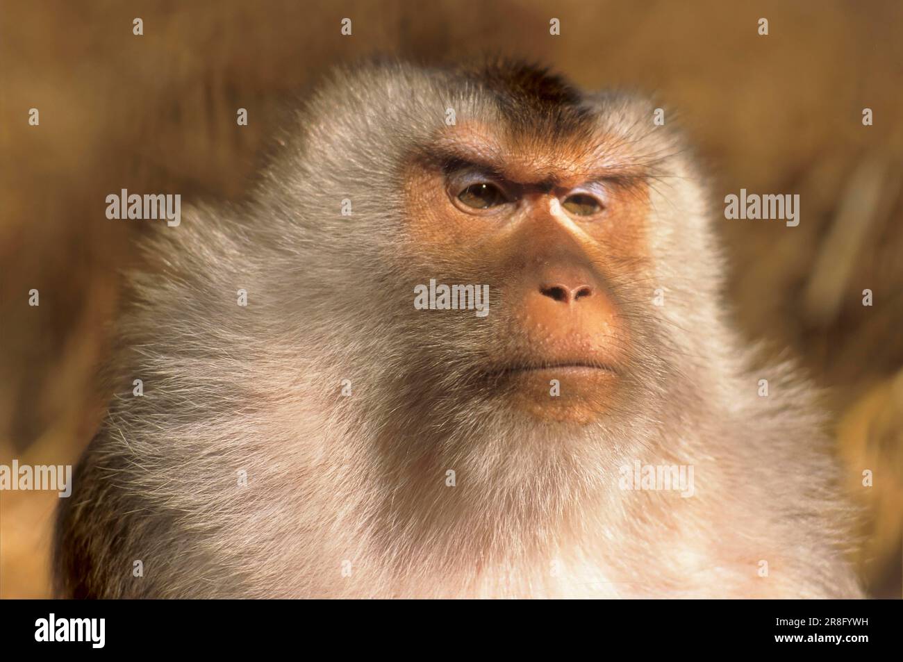 Northern pig-coda Macaque (Macaca leonina) Foto Stock