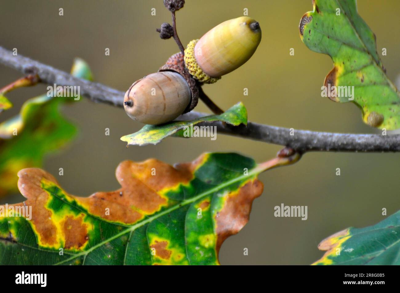 Ramo di quercia in autunno con ghiande Foto Stock