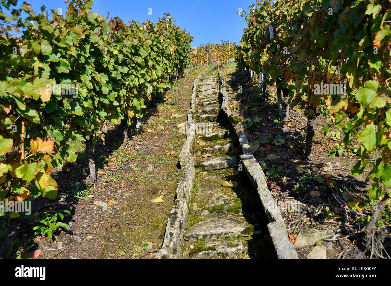 Vigna in autunno, Vineyard Steps, Muehlhausen, Muehlacker, BW. Fiume : Enz Foto Stock