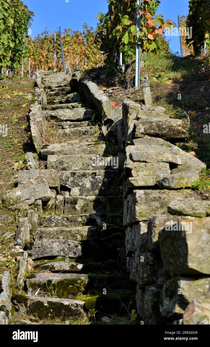 Vigna in autunno, Vineyard Steps, Muehlhausen, Muehlacker, BW. Fiume : Enz Foto Stock