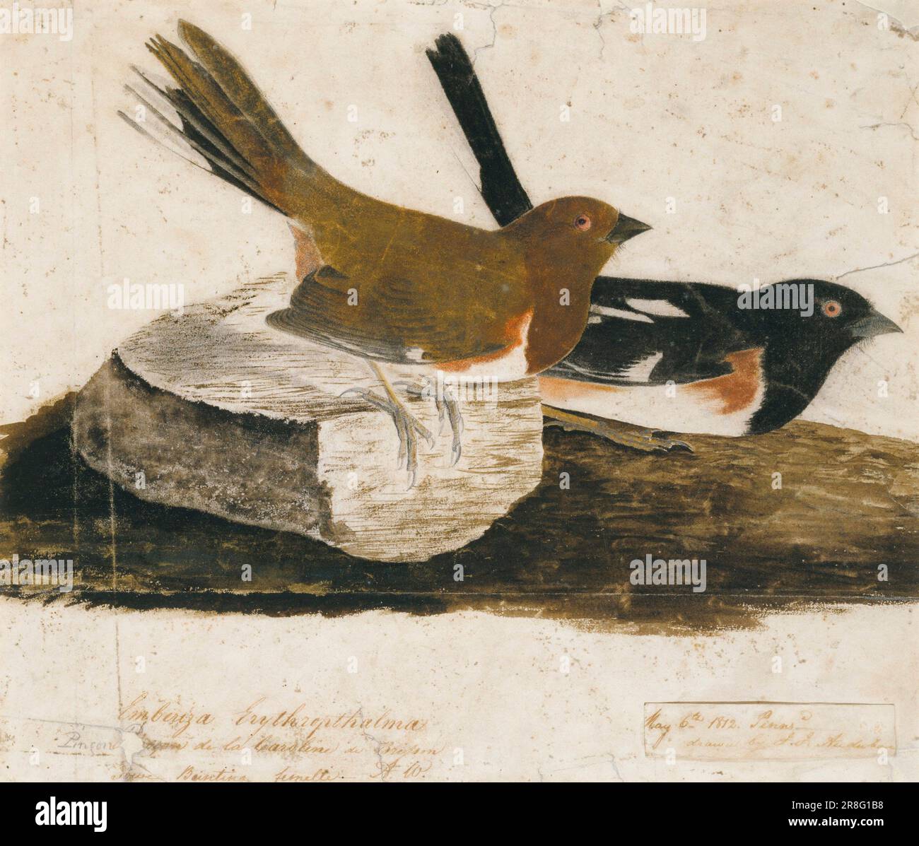 Towhee Bunting 1812 di John James Audubon, nato Les Cayes, Haiti 1785 morti New York City 1851 Foto Stock