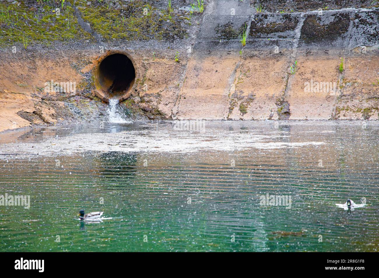 collettore di scarico dell'acqua nell'area del parco. problema ambientale. inquinamento dell'acqua in un serbatoio. inquinamento ambientale. L'inquinamento dell'acqua provoca Foto Stock