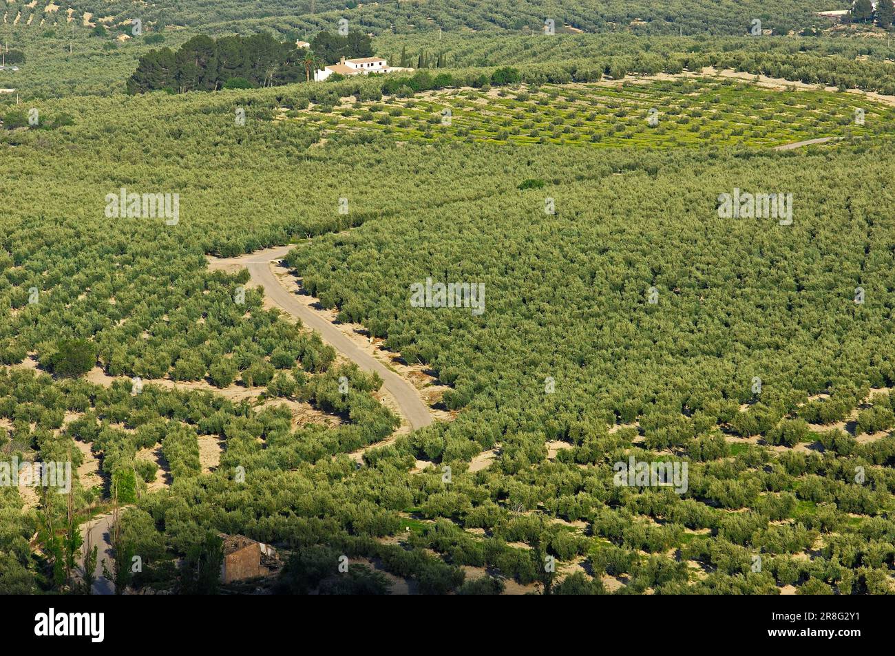 Uliveto, Sierra de Cazorla, Parco Nazionale Segura y Las Villas, Jaen, Andalusia, Spagna, ulivi, uliveto Foto Stock