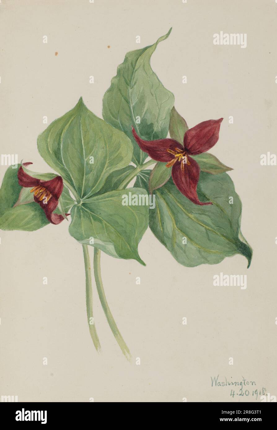 Trillium rosso (Trillium erectum) 1918 di Mary Vaux Walcott, nata Philadelphia, PA 1860-morto St. Andrews, New Brunswick, Canada 1940 Foto Stock