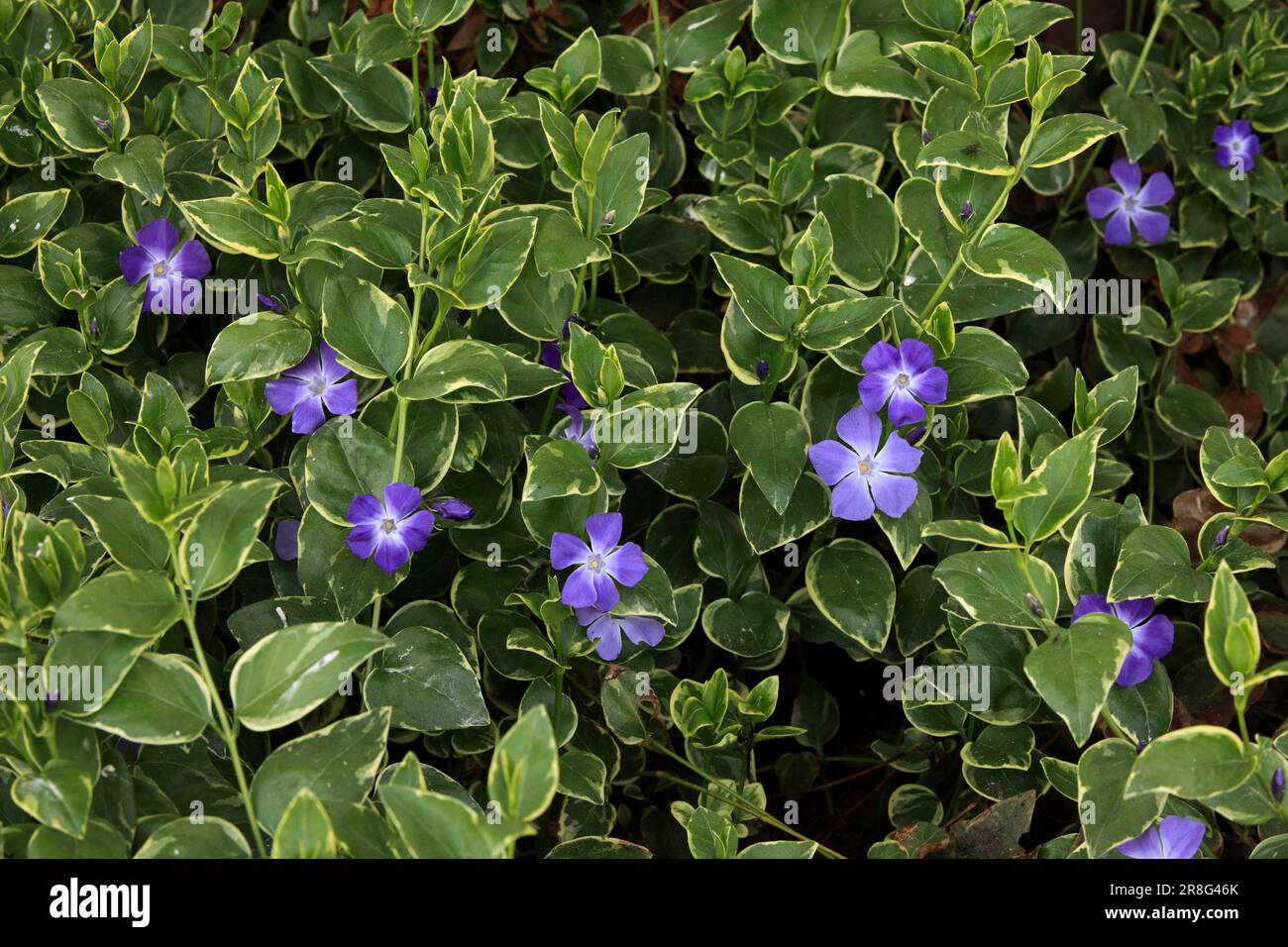 Bigleaf Periwinkle (Vinca Major) Foto Stock