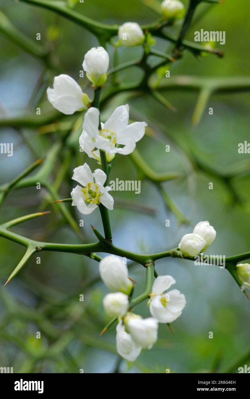 Arancio trifoliato (Poncirus trifoliata), , arancio amaro Foto Stock