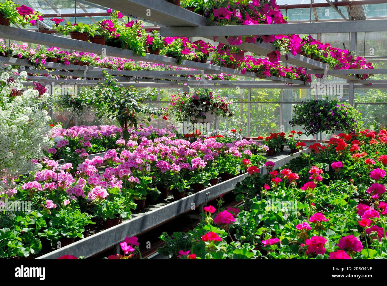 Gerani in vivaio (Pelargonium peltatum), Garden center, Geranio, Pelargonium Foto Stock