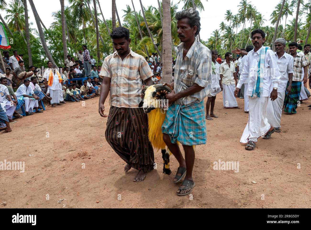 Abitanti del villaggio portando Goat per kidaai Muttu Goat combattimenti condotti come parte dei festival tempio in molti villaggi vicino Madurai, Tamil Nadu, India del Sud Foto Stock