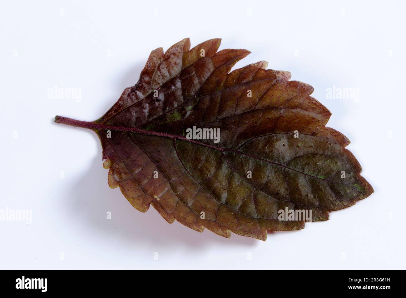 Perilla (Perilla frutescens) 'Rote Auslese' (selezione rossa) Foto Stock