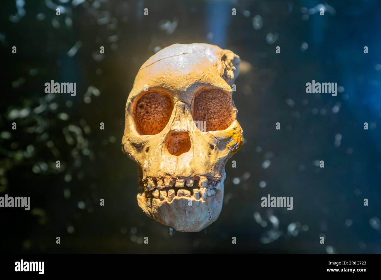 Cranio di bambino ominido Australopithecus Africanus, Museo Nazionale di Antropologia, Città del Messico, Messico Foto Stock