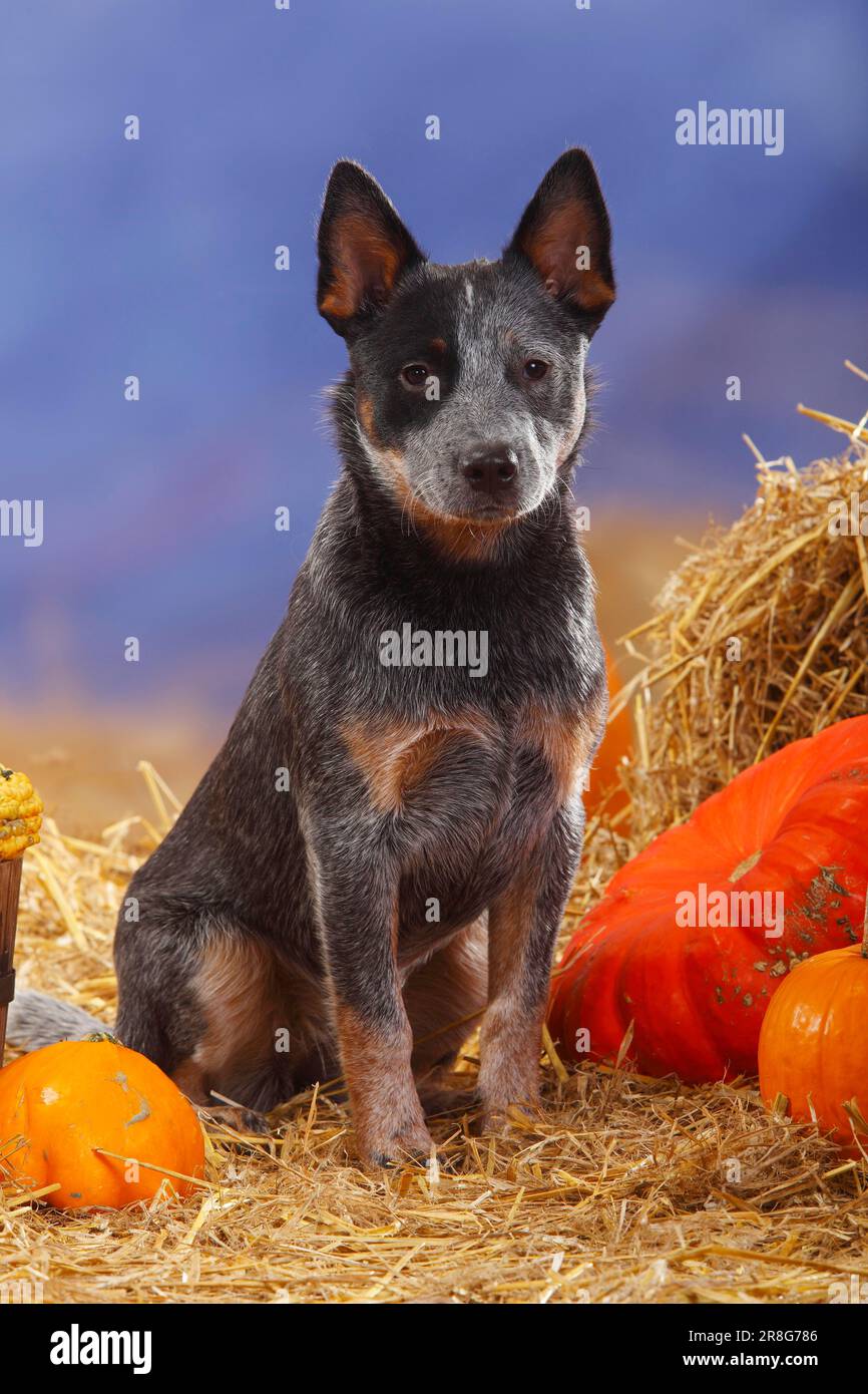 Australian Cattle Dog, paglia, zucche Foto Stock