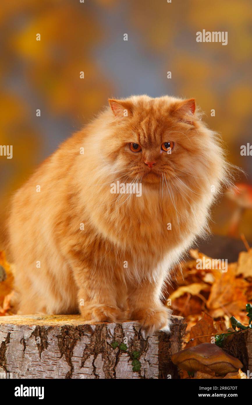 British Longhair Cat, maschio, Highlander, Lowlander, Britannica, BLH Foto Stock