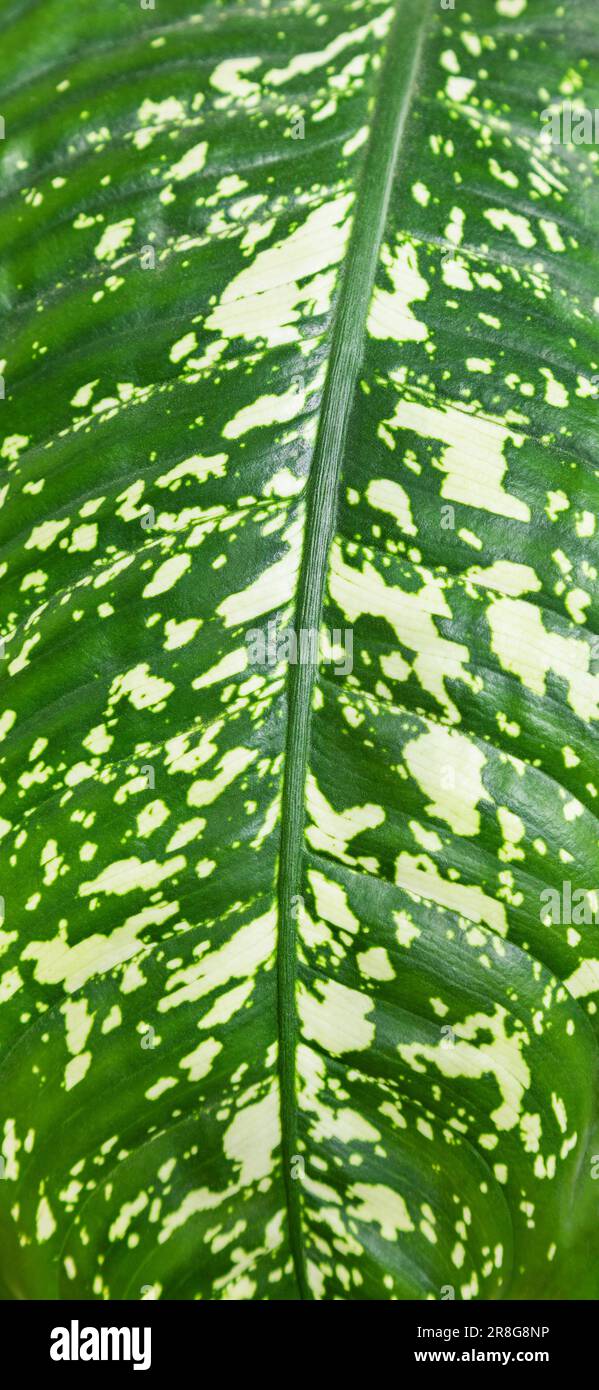 Primo piano foglia Dieffenbachia, pianta macro sfondo Foto Stock