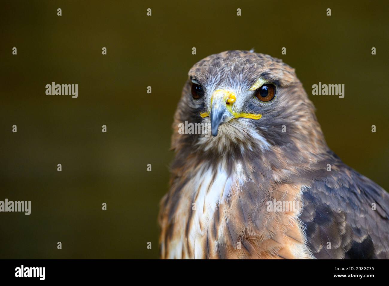 Un uccello di preda da da vicino Foto Stock