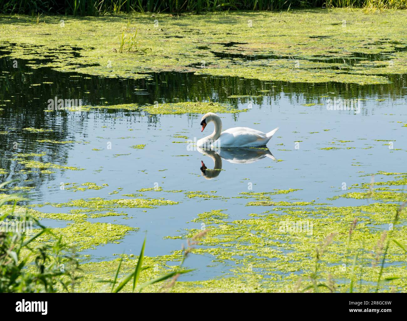 Cigno muto che riposa sul fiume Witham Cherry Willingham, Lincoln, Lincolnshire, Inghilterra, Regno Unito Foto Stock