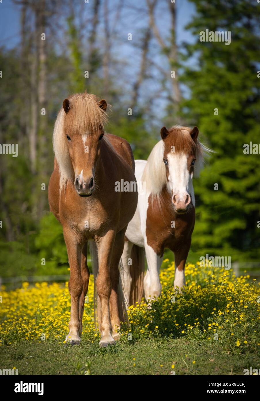 Due bellissime giovani maree islandesi al pascolo estivo Foto Stock