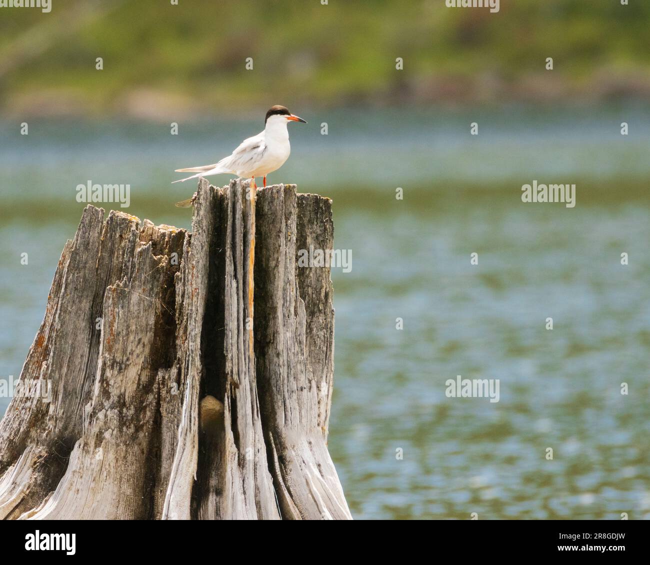 Forster's Tern (Sterna forsteri) su un ceppo a Blue Lake - Lassen County California, USA. Foto Stock