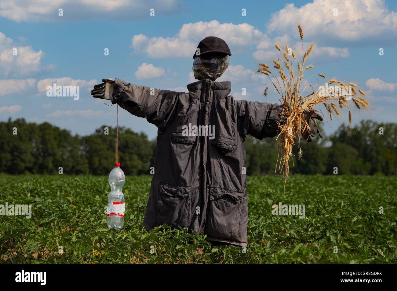 Lo Spaventapasseri in un cornfield Foto Stock