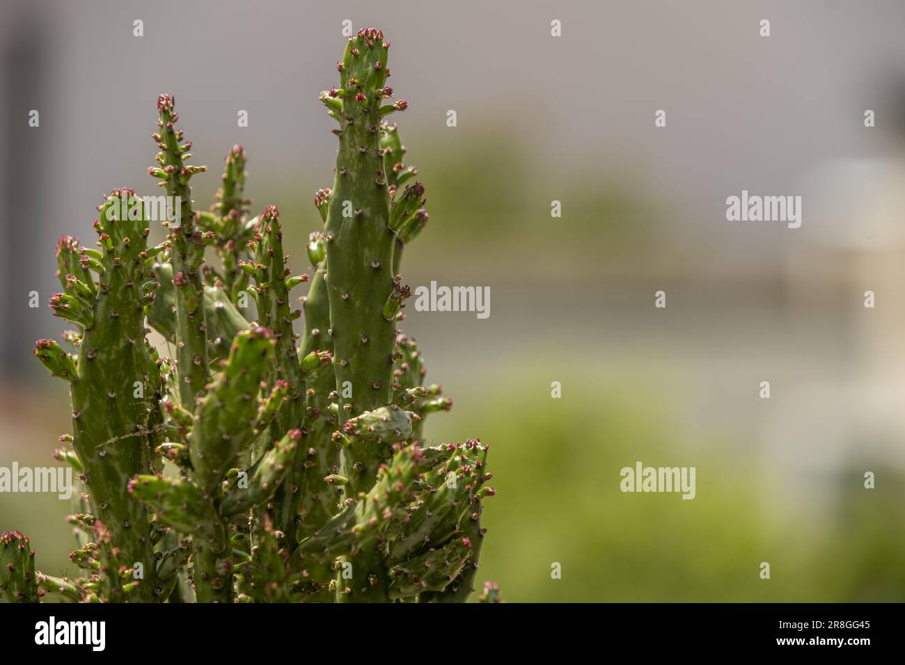 L'opuntia è un genere di piante della famiglia delle Cactaceae che comprende più di 300 specie, tutte native del continente americano, che abitano da Foto Stock