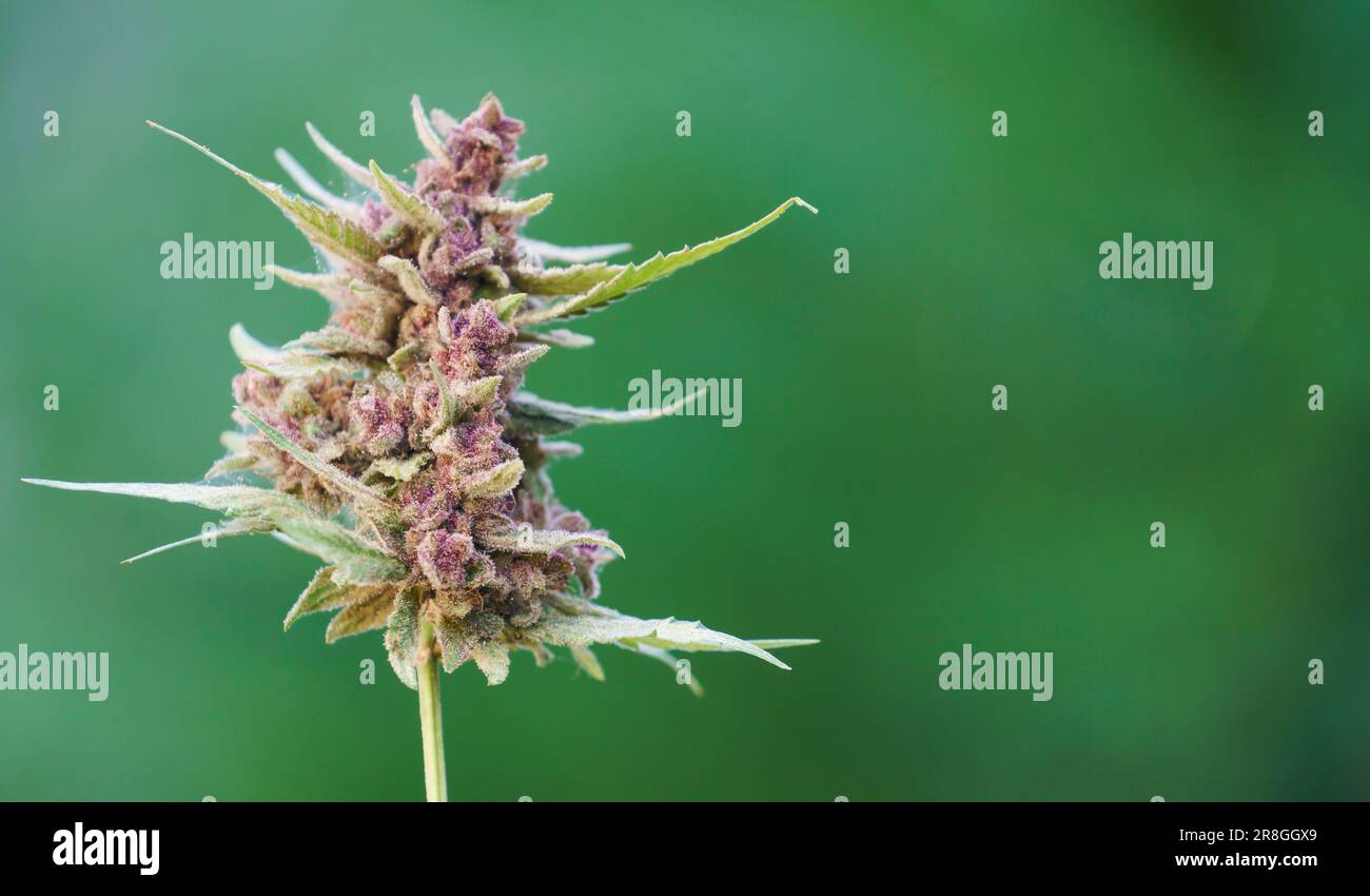 Primo piano di piante di cannabis fiorite sfondo verde Foto Stock