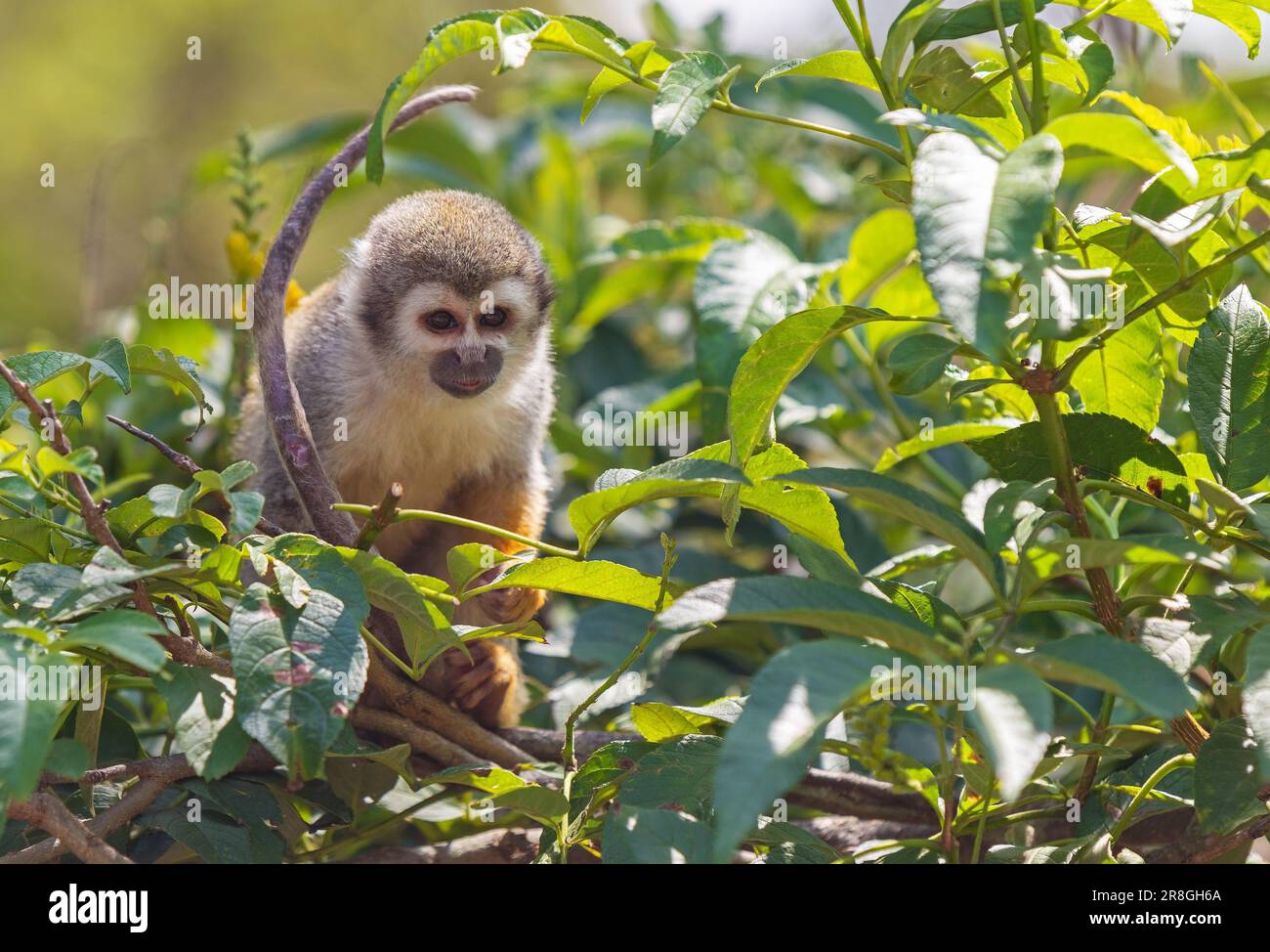 Scoiattolo Monkey (saimiri) ritratto nella foresta amazzonica baldacchino, Yasuni parco nazionale, Ecuador. Foto Stock