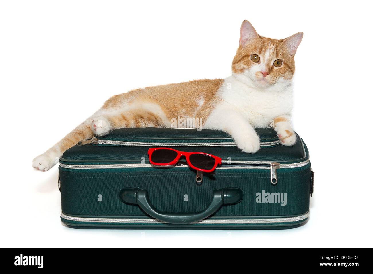Lo zenzero gatto si trova in una valigia da viaggio, isolato su bianco Foto Stock