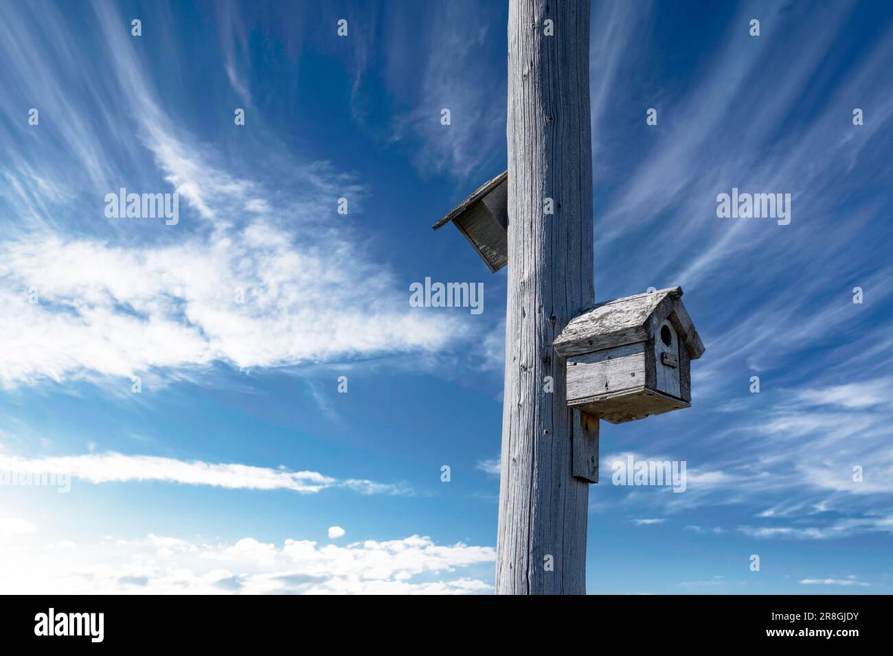 Bird houses montato su un palo telefonico in legno sotto un cielo blu profondo in Rocky View Conte Alberta Canada. Foto Stock