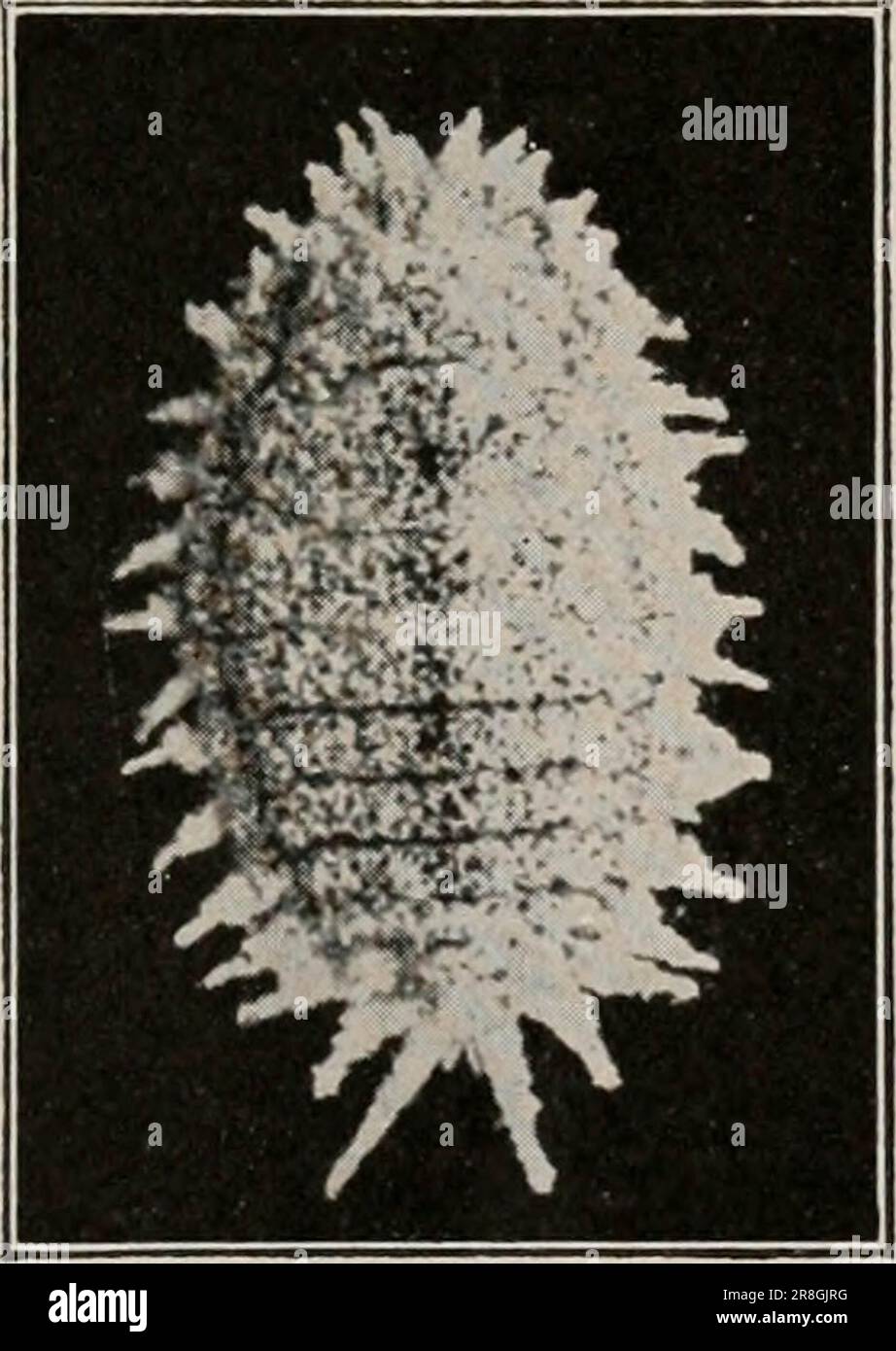 "Manuale elementare di zoologia economica ed entomologia" ([c1915]) Foto Stock