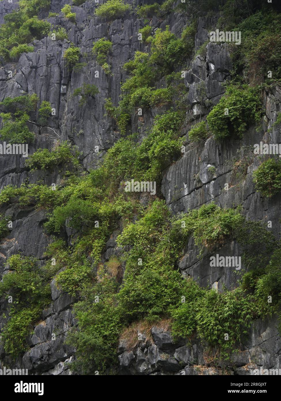 Vietnam, Quang Ninh Area, Halong Bay o ha Long Bay Sito Patrimonio dell'Umanità dell'UNESCO, il paesaggio carsico Foto Stock