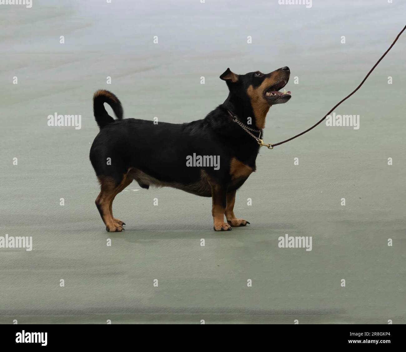 Un cane Lancashire Heeler allo spettacolo britannico vulnerabile razze native Foto Stock