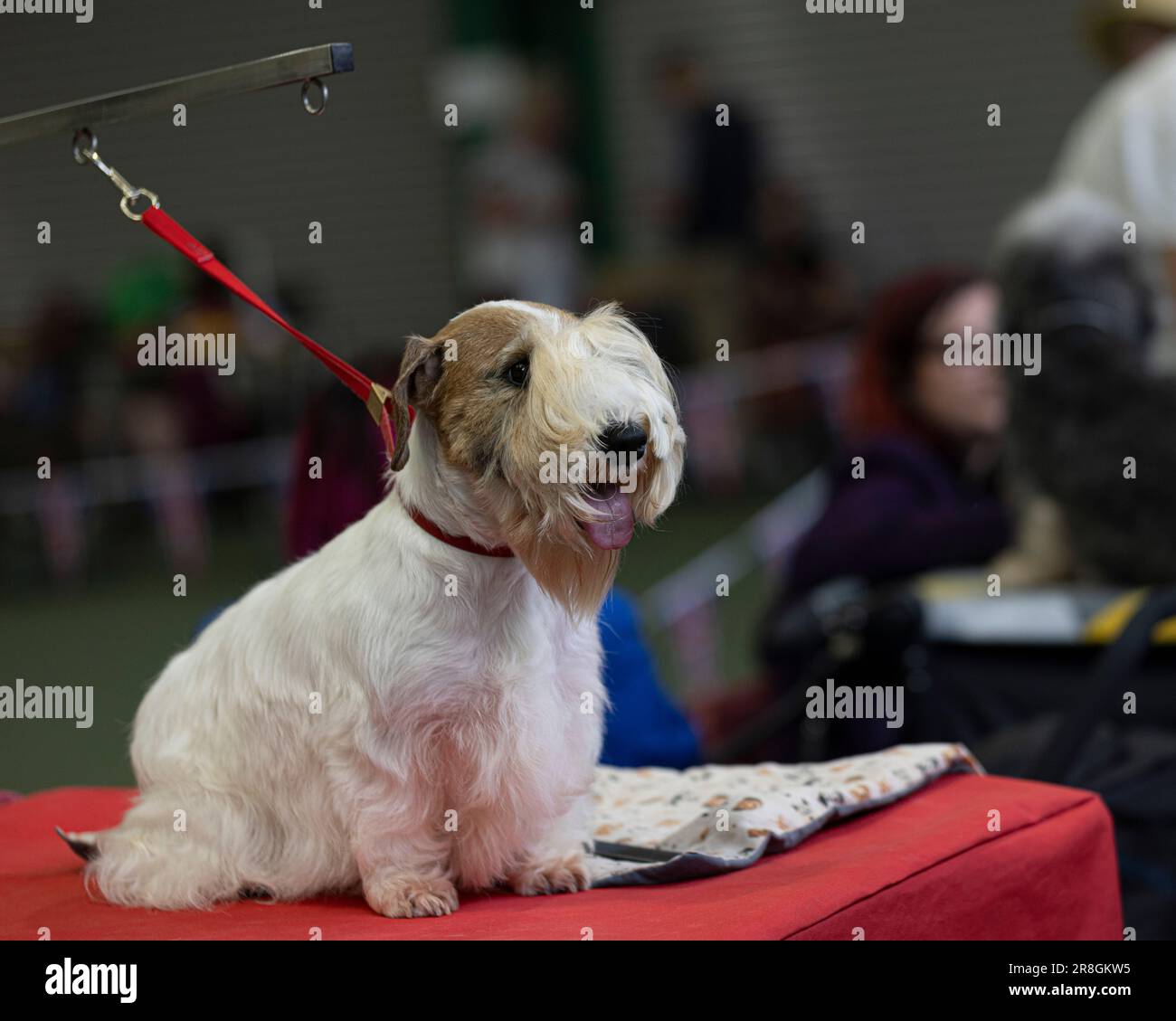 Un Terrier di Sealyham allo spettacolo britannico vulnerabile delle razze native Foto Stock