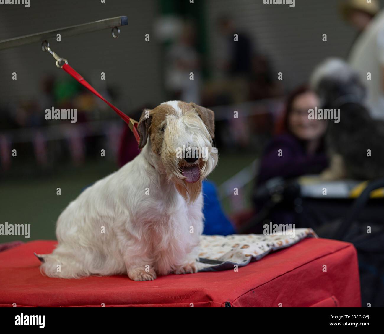 Un Terrier di Sealyham allo spettacolo britannico vulnerabile delle razze native Foto Stock