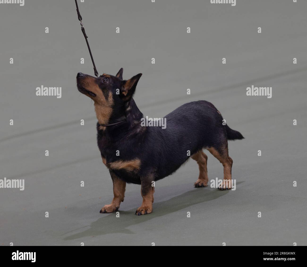 Un cane Lancashire Heeler allo spettacolo britannico vulnerabile razze native Foto Stock