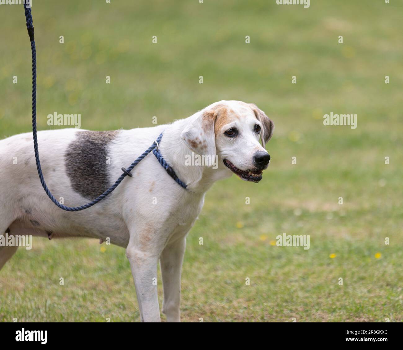 Un Harrier, una razza di cane Foto Stock