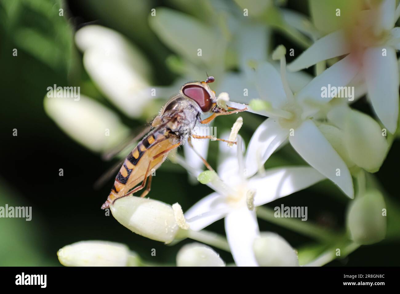 Marmellata Hoverfly che sorvola alcuni piccoli fiori bianchi e raccoglie il polline Foto Stock