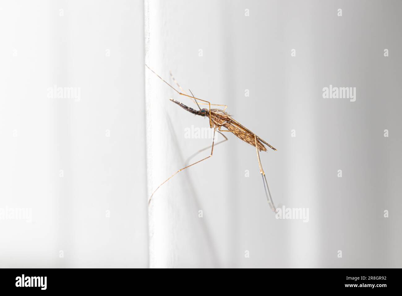 Vista laterale ravvicinata Anopheles spp Zanzara (vettore della malaria) dal sud-est asiatico Foto Stock