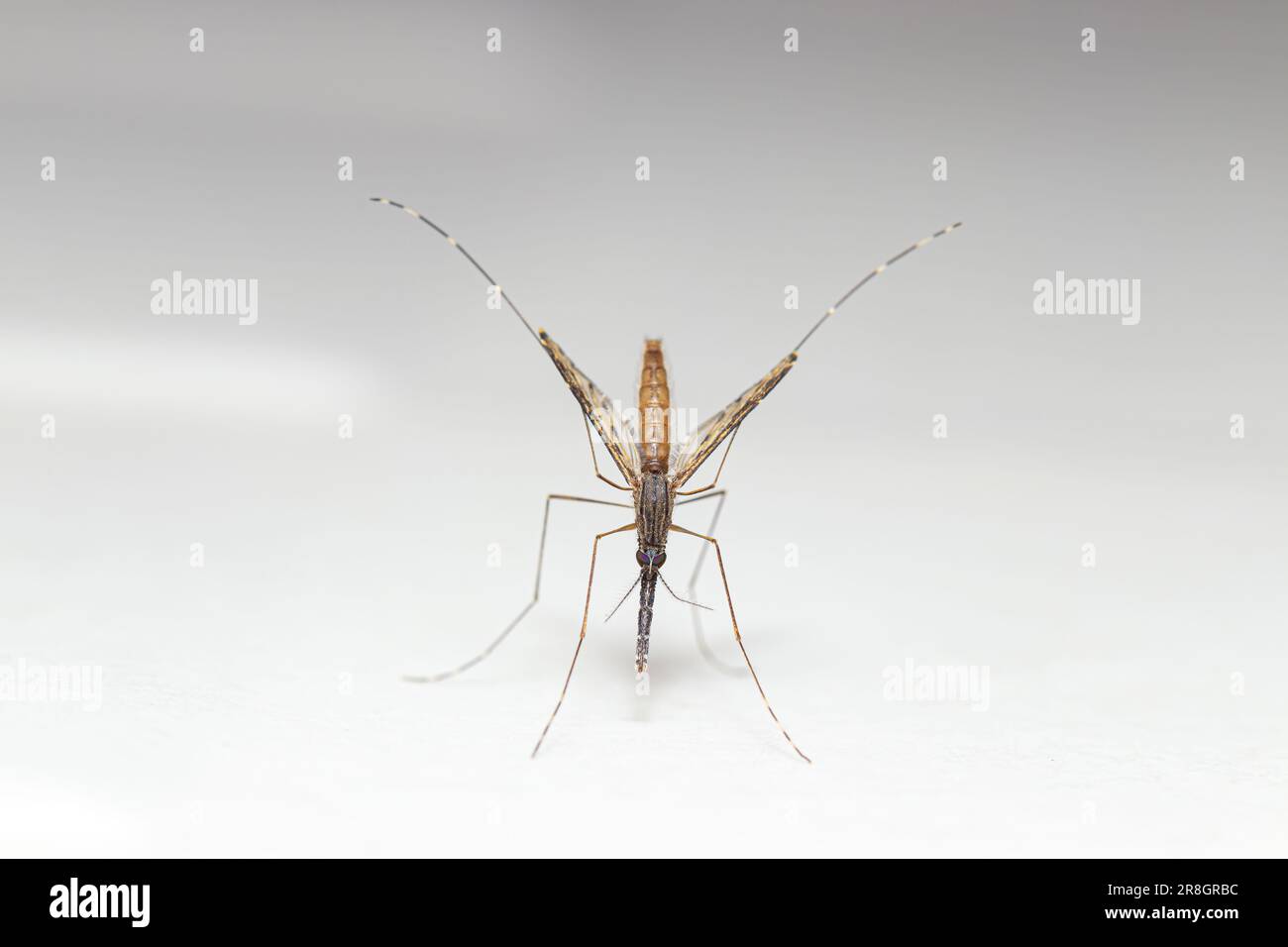 Vista ravvicinata dall'alto Anopheles spp Zanzara (vettore della malaria) dal sud-est asiatico Foto Stock