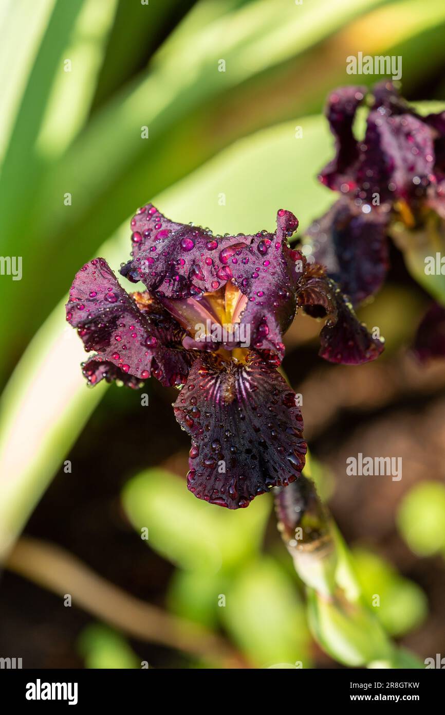 Iris viola scuro in fiore a maggio Foto Stock