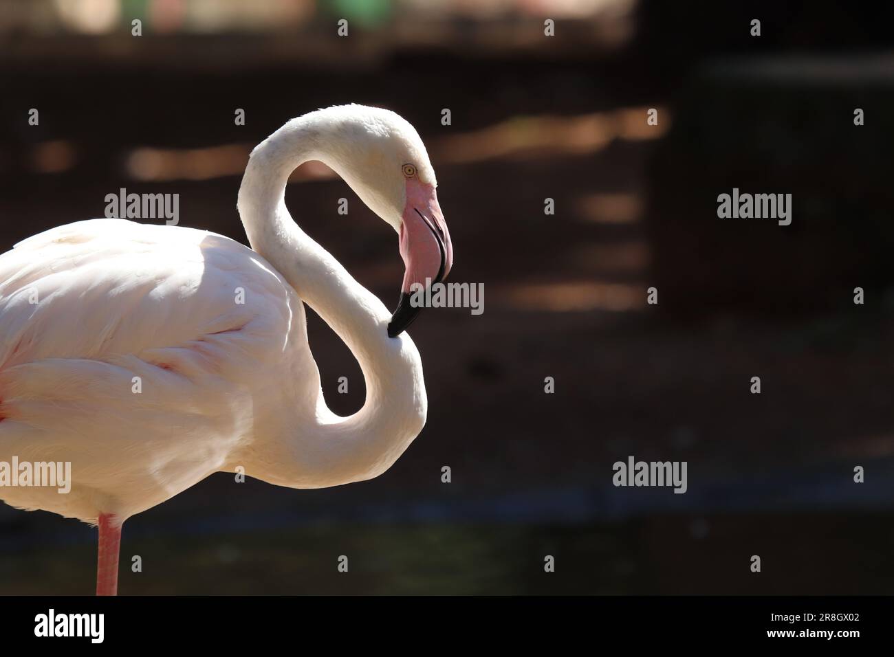 Cascate di Iguazu - Puerto Iguazu Foto Stock