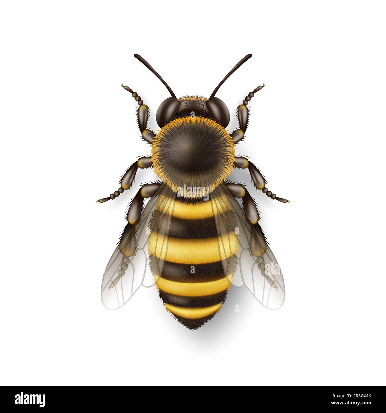 Vector 3D realistico dettagliato Honey Bee icona Closeup isolato su sfondo bianco. Modello Queen Honeybee Design, Illustrazione vettoriale di ape in Macro Illustrazione Vettoriale