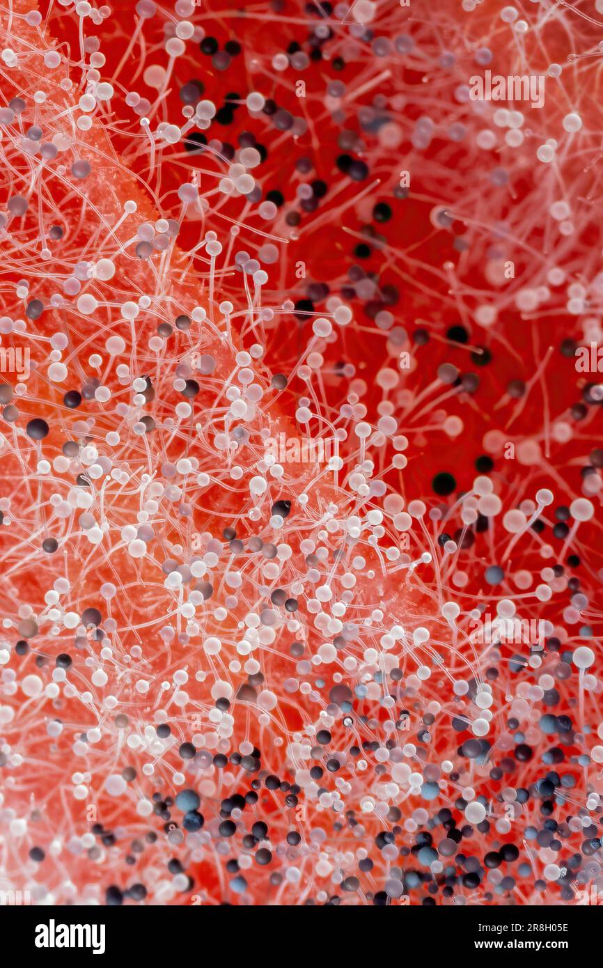 Fungo parassita muffa spore crescita sulla pianta. Foto microscopica ad alto ingrandimento per la scienza o la medicina concetto sfondo Foto Stock