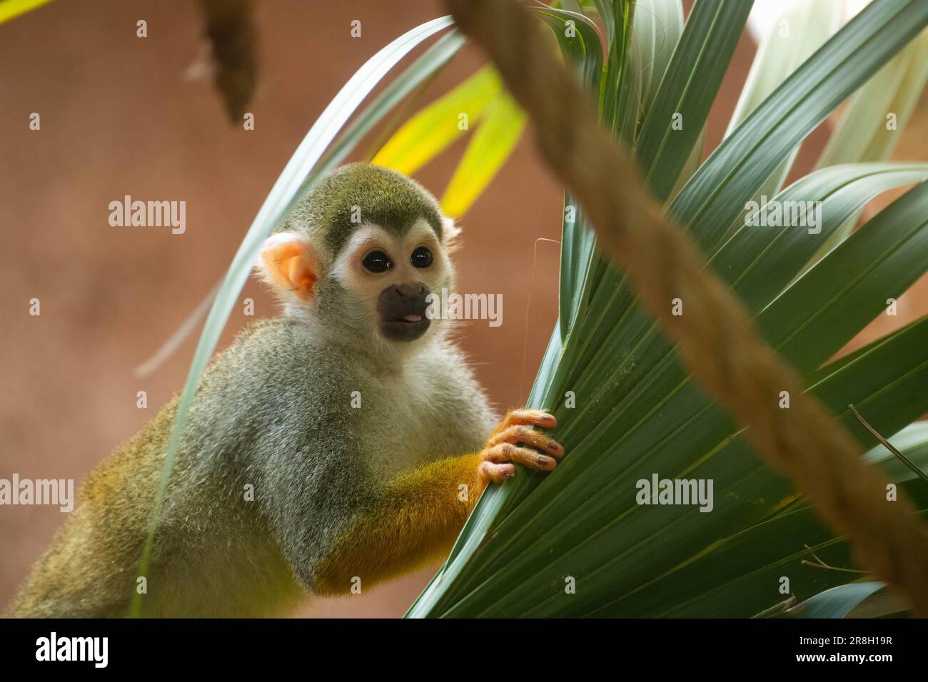 Felice ragno scimmia tenendo foglia Foto Stock