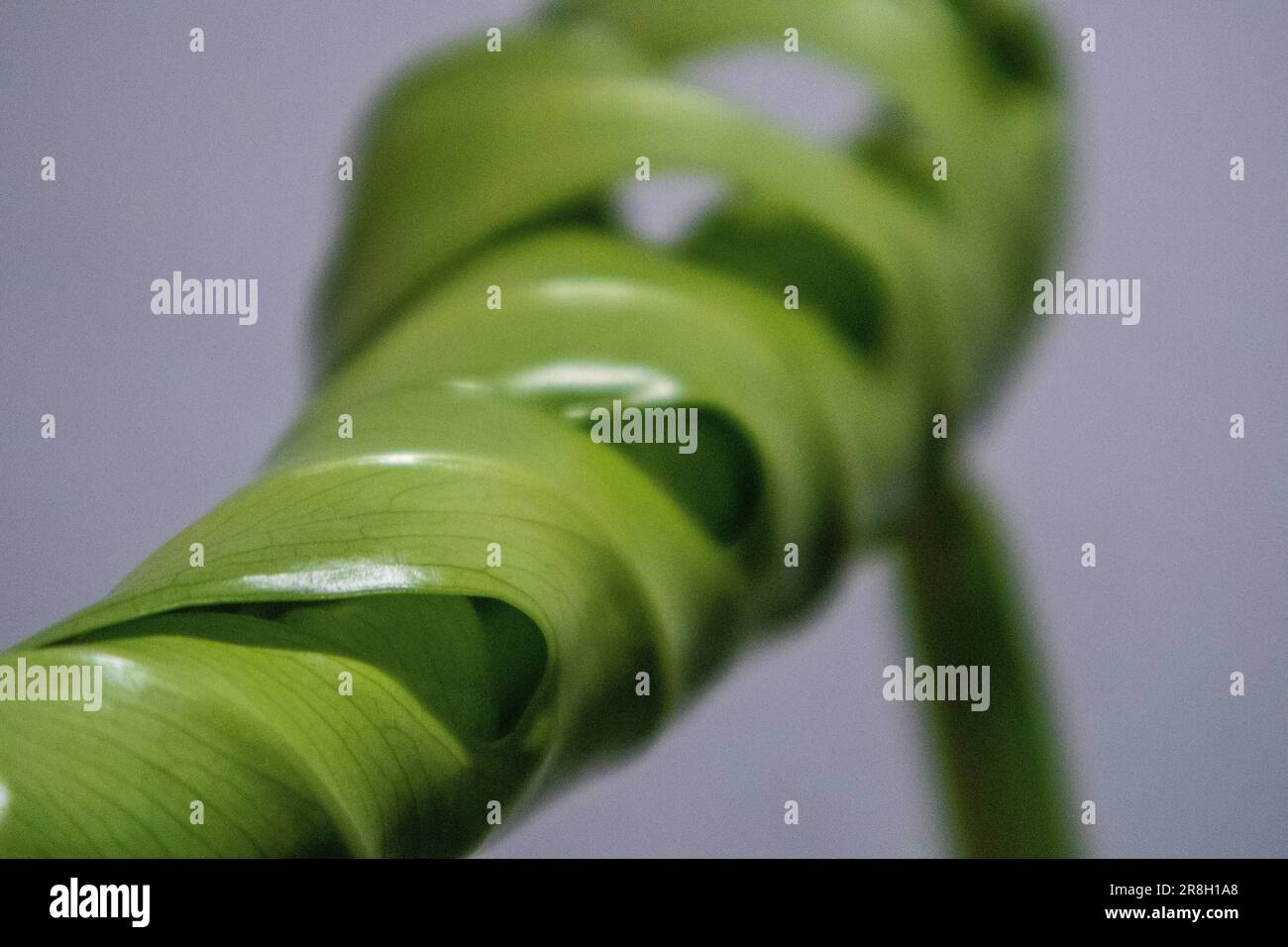 Foglie di Monstera Deliciosa che si svelano Foto Stock