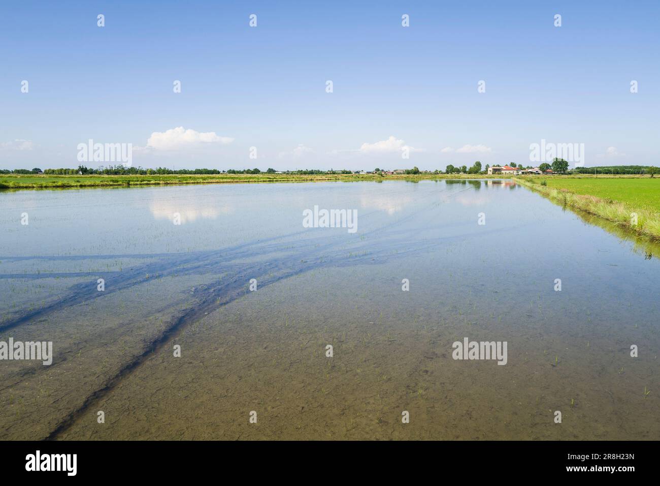 Italia. Lomellina. Barbavara. campi di riso Foto Stock