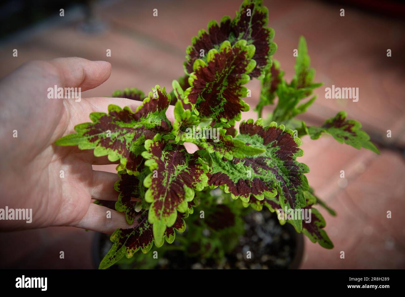 Coleus Blumei Plectranto scutellarioides. Nome della varietà vegetale Flair solare. Coleus lascia in mano primo piano Foto Stock