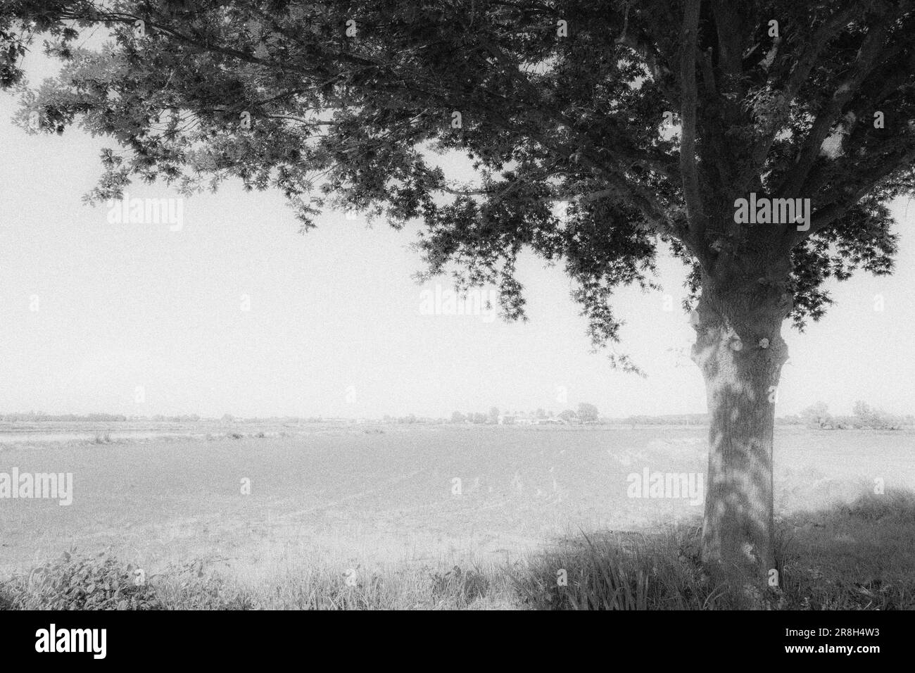 Italia. Lomellina. Barbavara. campi di riso Foto Stock